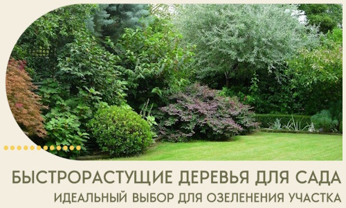 Быстрорастущие деревья для сада идеальный выбор в Изобильном