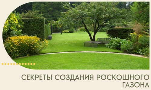 Секреты создания роскошного газона в Изобильном